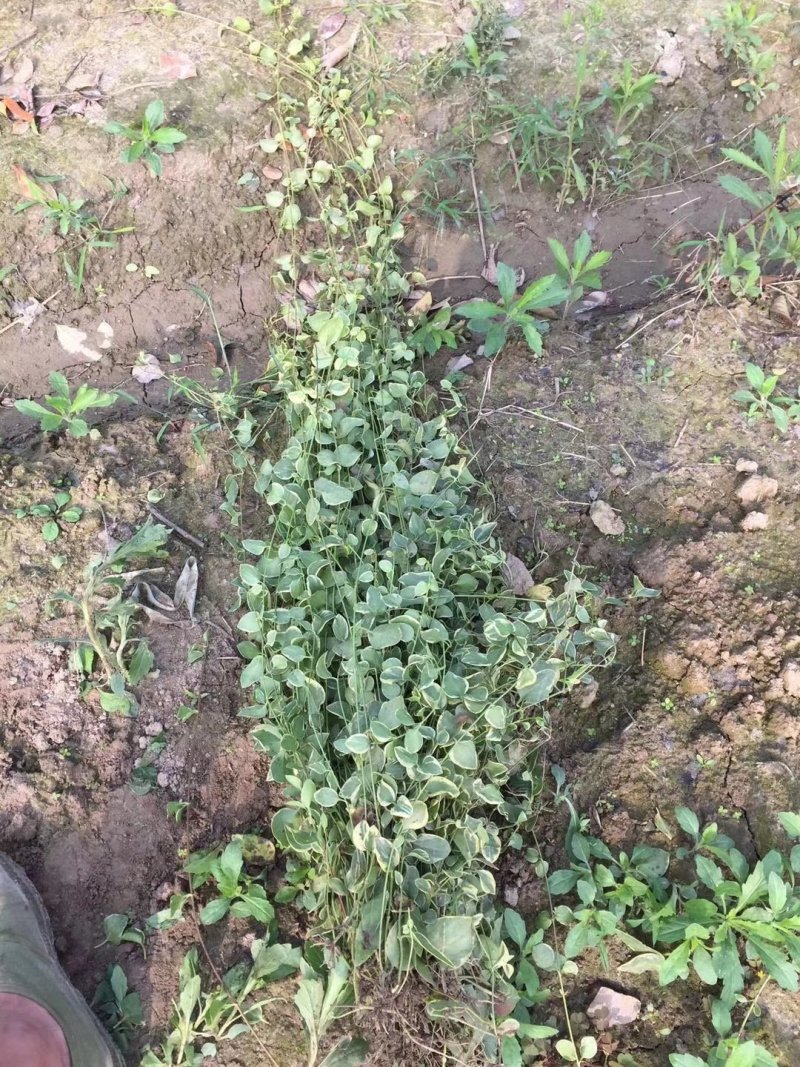花叶蔓爬藤常青藤花叶常青藤金边常青藤