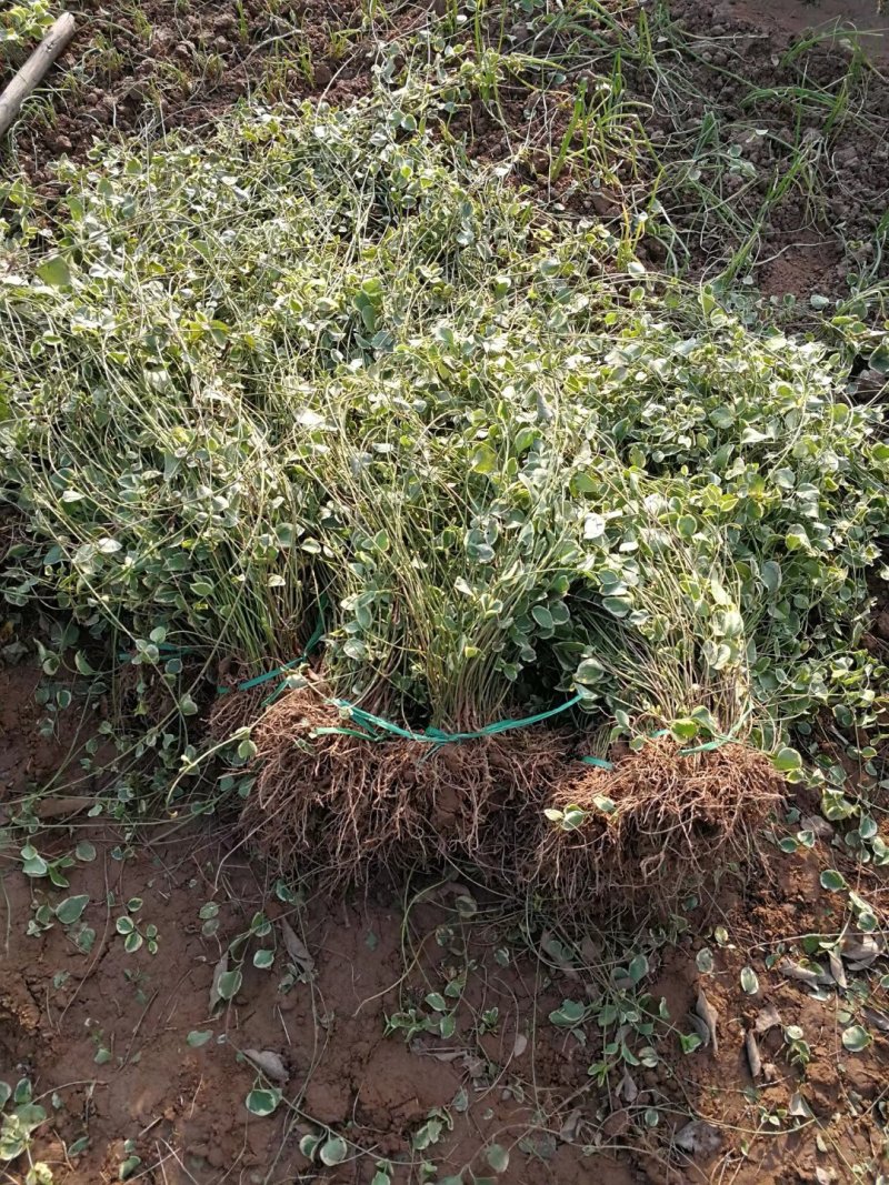 花叶蔓爬藤常青藤花叶常青藤金边常青藤
