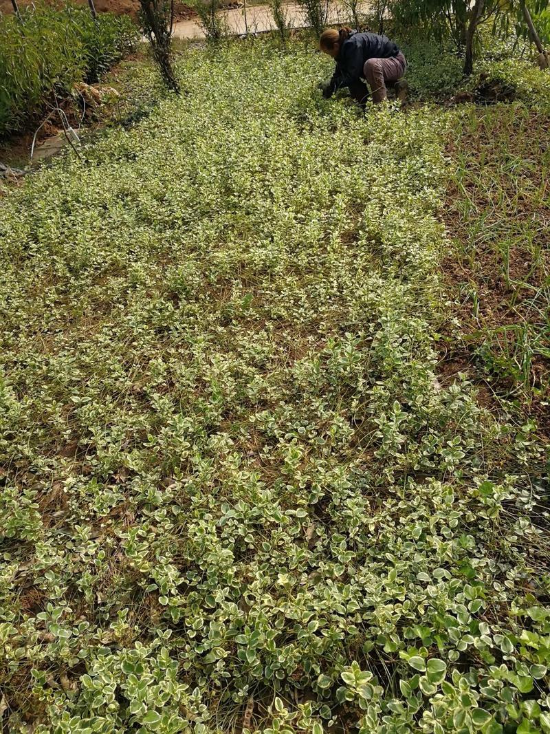花叶蔓爬藤植物金边常青藤苗圃大量供应大小规格均有