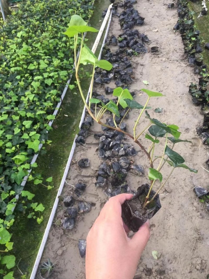 常青藤爬藤植物四季常青不落叶🍂万年青