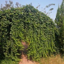 常青藤爬藤植物四季常青不落叶🍂万年青