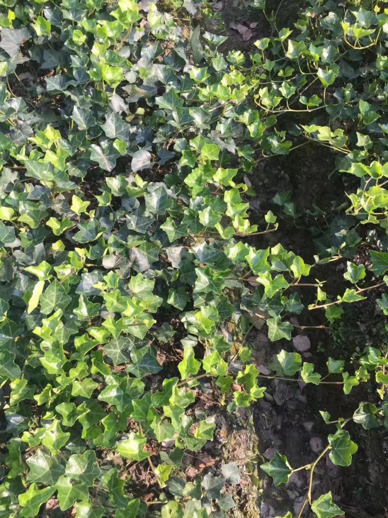 常青藤爬藤植物四季常青不落叶🍂万年青