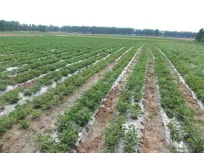 5斤赔钱卖仅1天!花生油农家自榨非转基因2019年新油