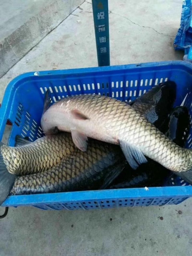 青鱼