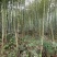 4至6公分绿化楠竹用