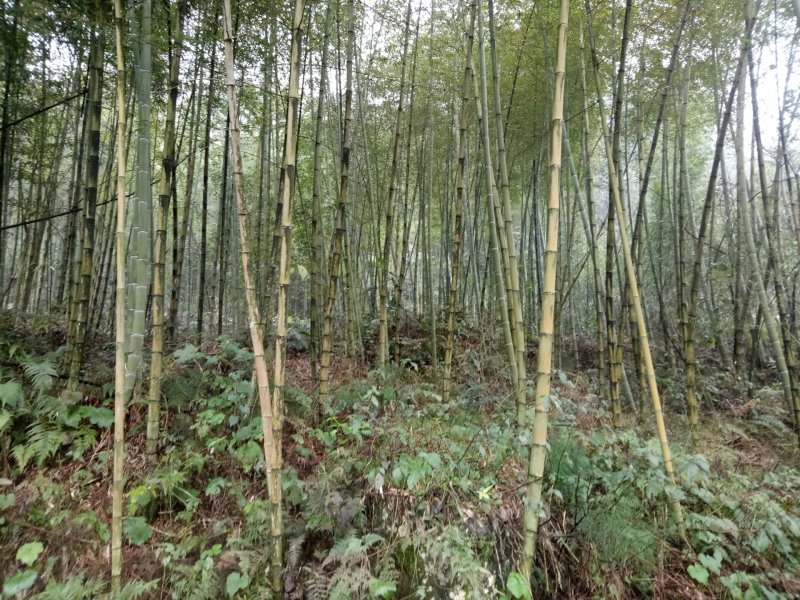 4至6公分绿化楠竹用