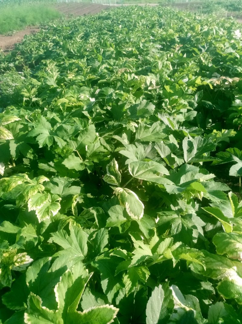 预售各种药材苗