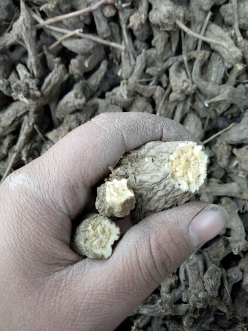 一年无硫白术
