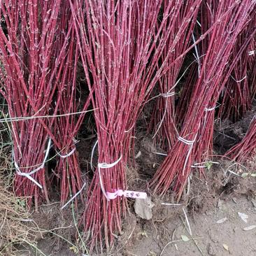 红瑞木自家苗圃可供应200万株红杆木黄瑞木