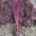 红瑞木自家苗圃可供应200万株红杆木黄瑞木