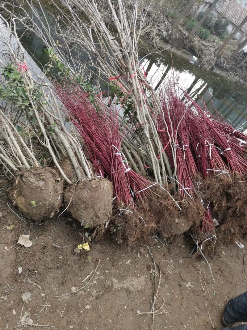 红瑞木自家苗圃可供应200万株红杆木黄瑞木