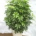 鸭脚木鹅掌柴苗室内观叶绿植净化空气美观好养