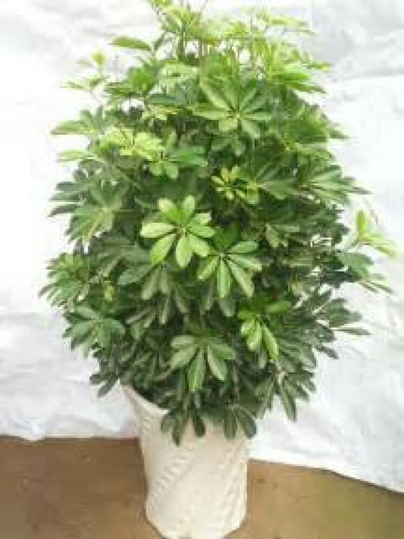 鸭脚木鹅掌柴苗室内观叶绿植净化空气美观好养