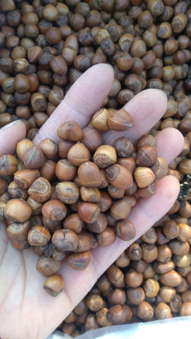 榛子小粒薄皮炒熟了部分地区包邮，偏远地区不包邮