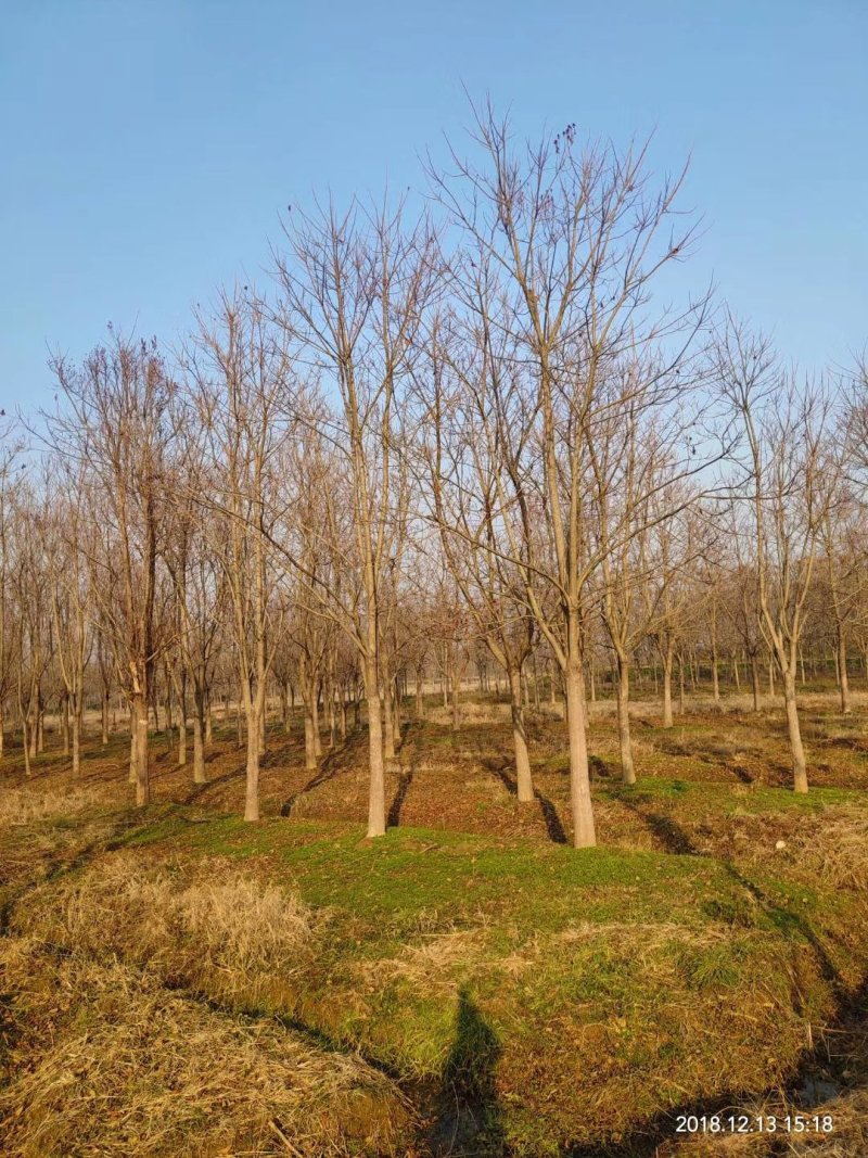 重阳木行道树苗圃大量供应5-20公分