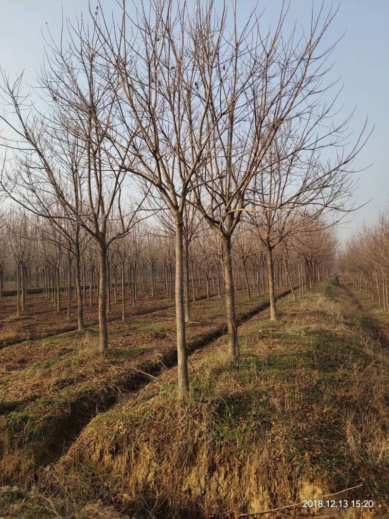 重阳木行道树苗圃大量供应5-20公分