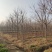 重阳木行道树苗圃大量供应5-20公分