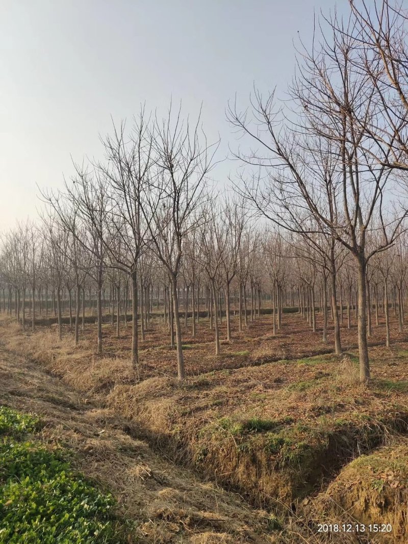 重阳木行道树苗圃大量供应5-20公分