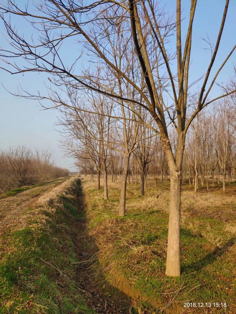重阳木行道树苗圃大量供应5-20公分