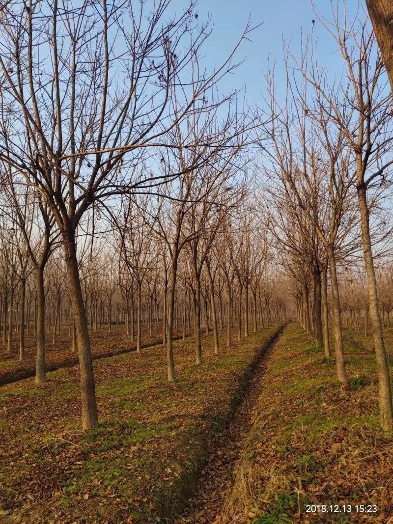 重阳木行道树苗圃大量供应5-20公分