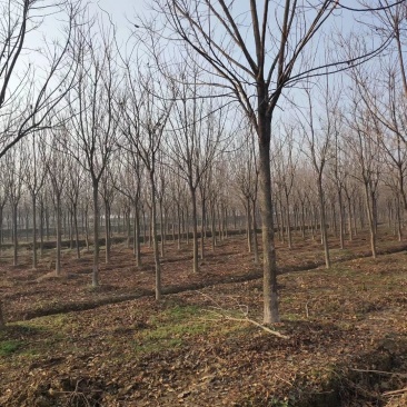 重阳木行道树苗圃大量供应5-20公分