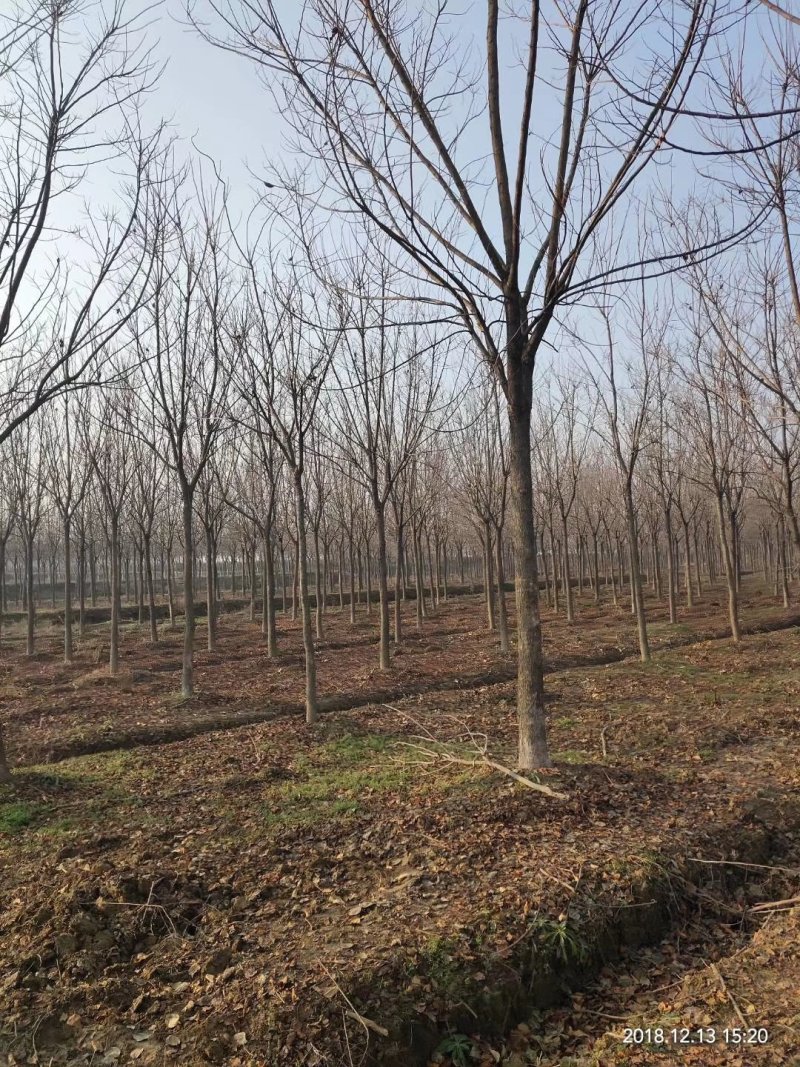 重阳木行道树苗圃大量供应5-20公分