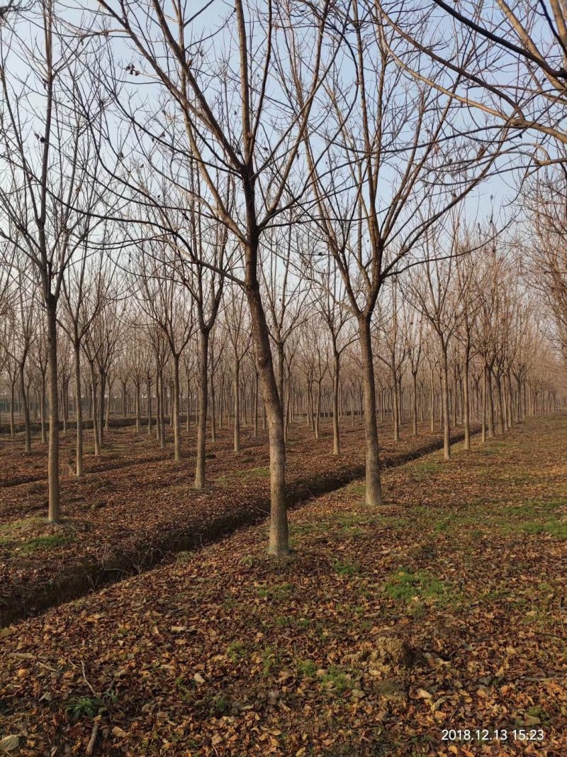 重阳木行道树苗圃大量供应5-20公分
