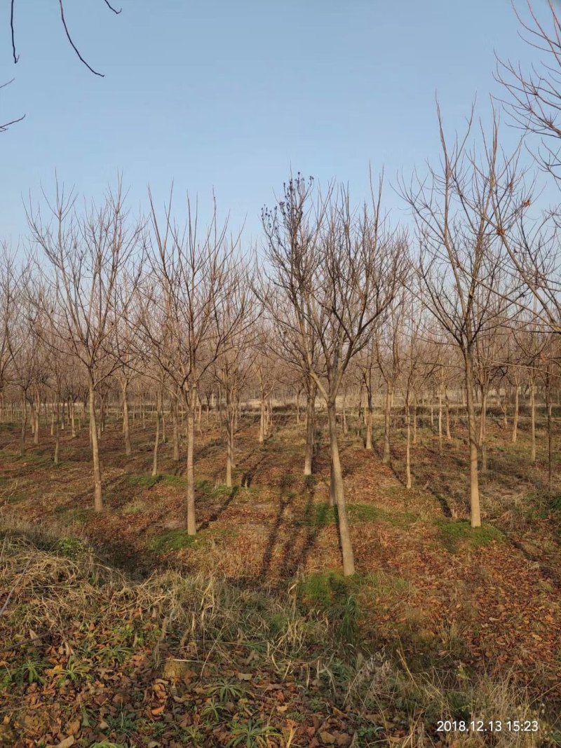 重阳木行道树苗圃大量供应5-20公分