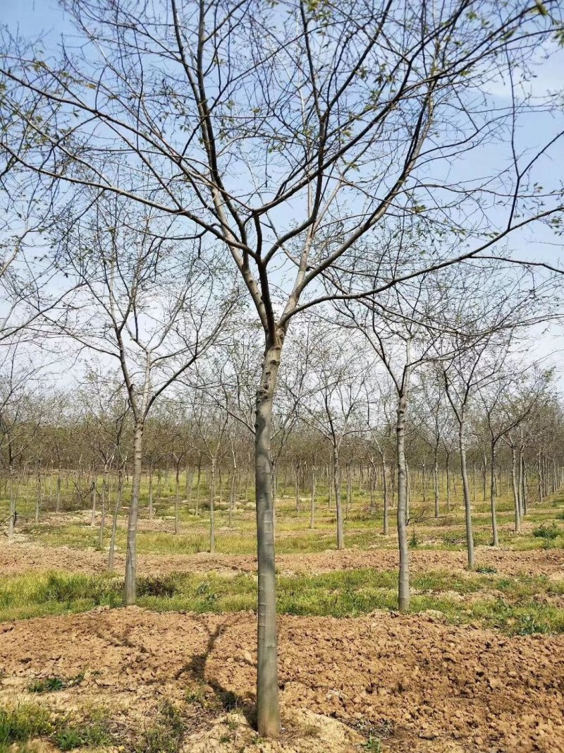 精品朴树白榉榉树苗圃大量出售12公分装车580量大从优