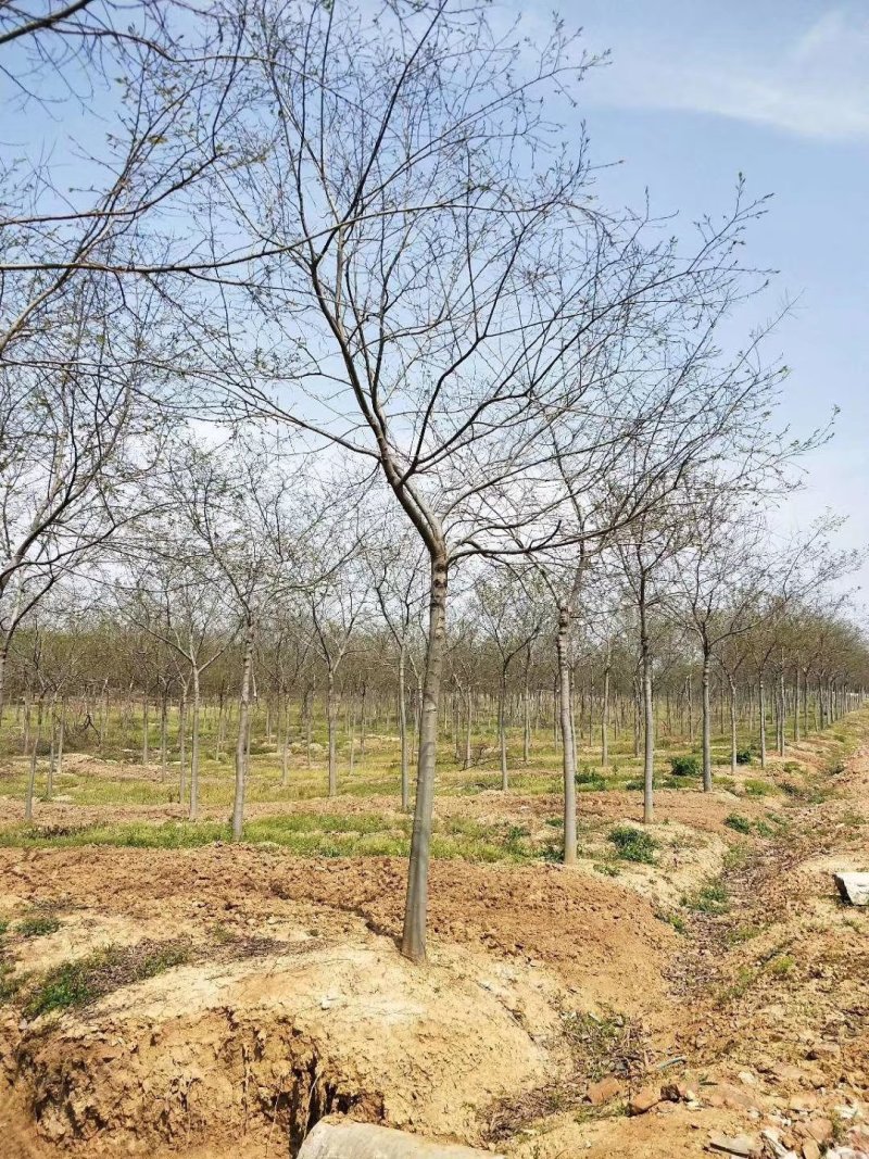 精品朴树白榉榉树苗圃大量出售12公分装车580量大从优