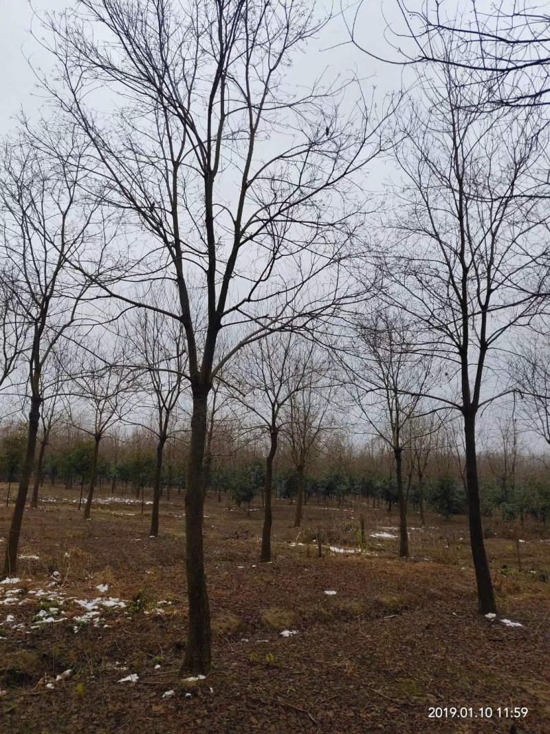 乌桕腊子树桕子树木子树苗圃大量供应2-20公分