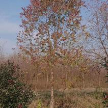 乌桕腊子树桕子树木子树苗圃大量供应2-20公分