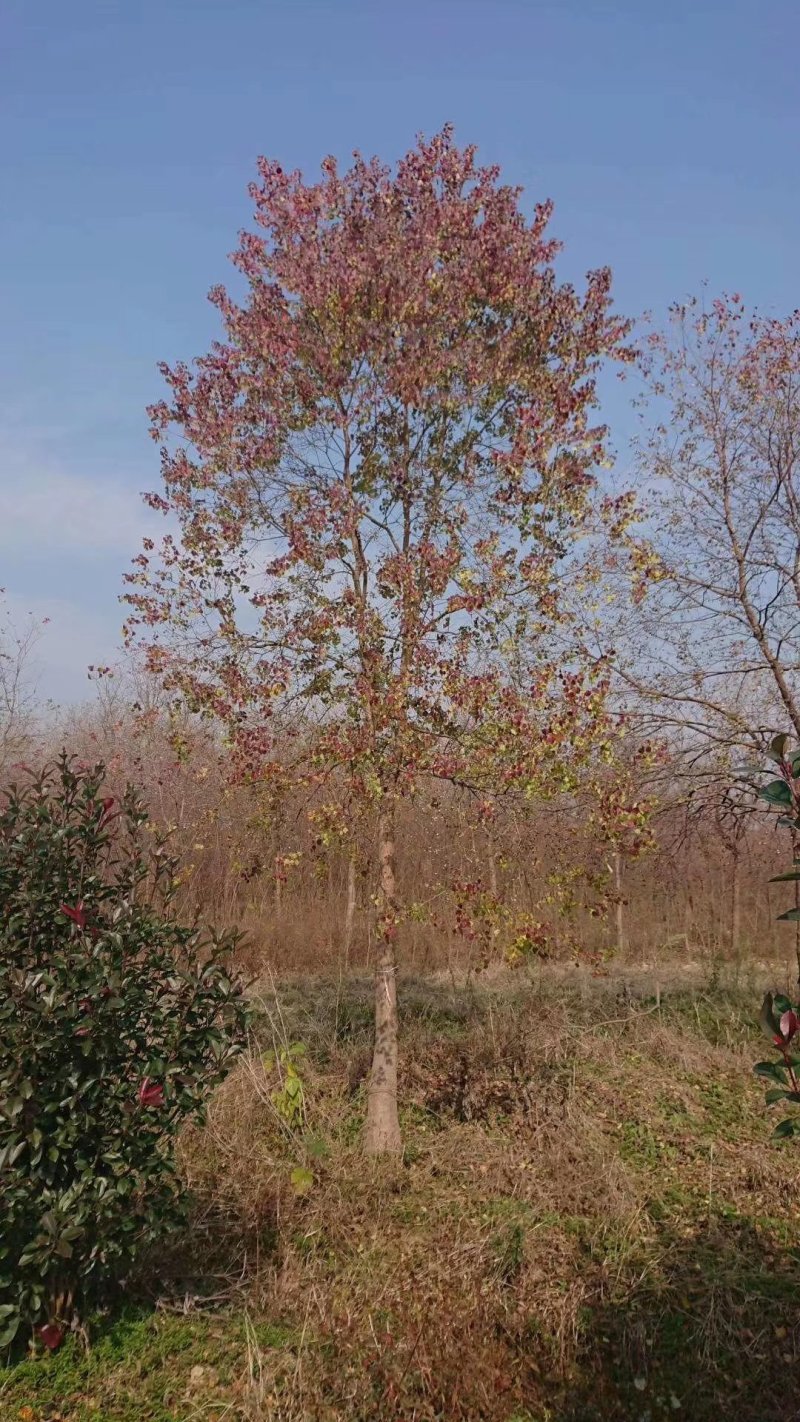 乌桕腊子树桕子树木子树苗圃大量供应2-20公分