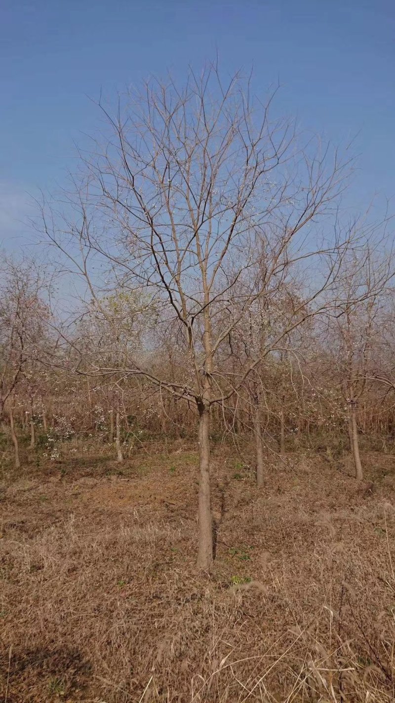 乌桕腊子树桕子树木子树苗圃大量供应2-20公分