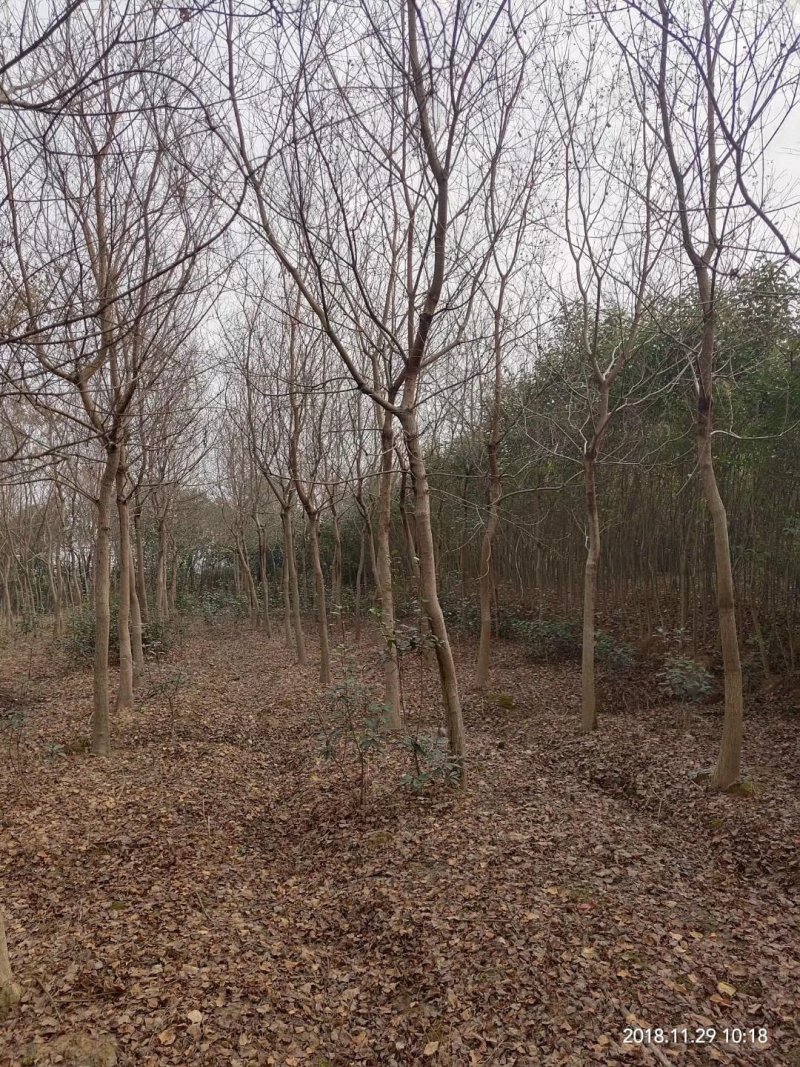 乌桕腊子树桕子树木子树苗圃大量供应2-20公分