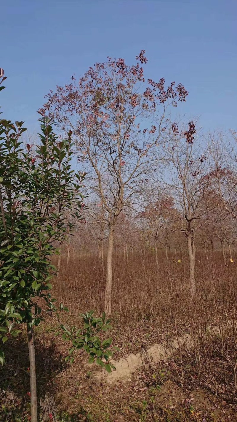 乌桕腊子树桕子树木子树苗圃大量供应2-20公分