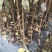红花紫薇苗苗圃直销美国红火箭红火球百日红编织花篮专用苗
