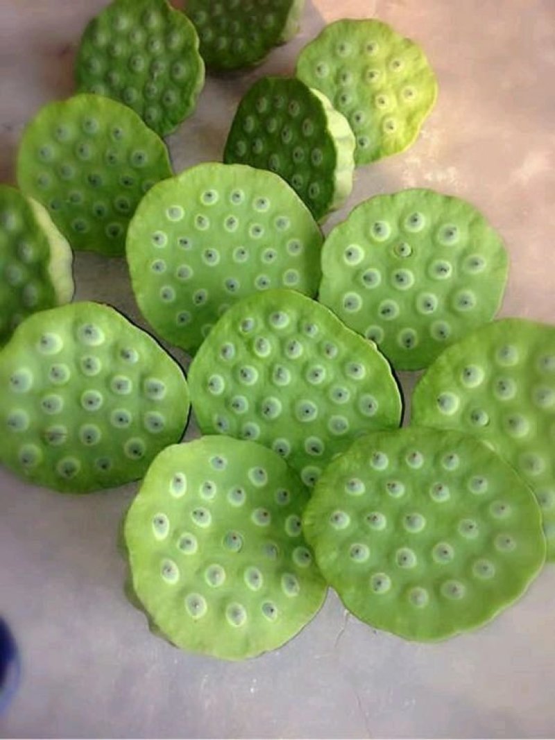 青莲蓬种苗.专门当水果吃的莲子种苗.