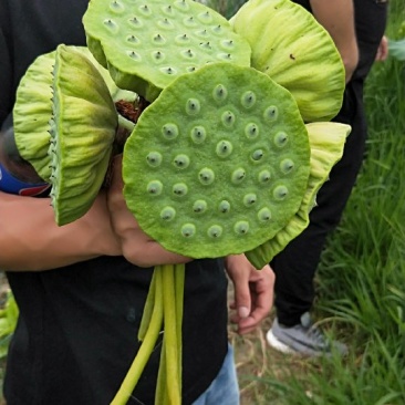 青莲蓬种苗.专门当水果吃的莲子种苗.