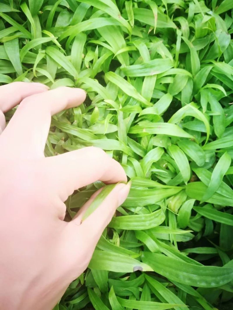 白芨紫花三叉大白芨种苗，包种植技术
