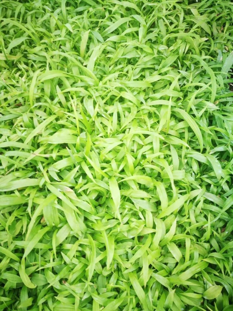 白芨紫花三叉大白芨种苗，包种植技术