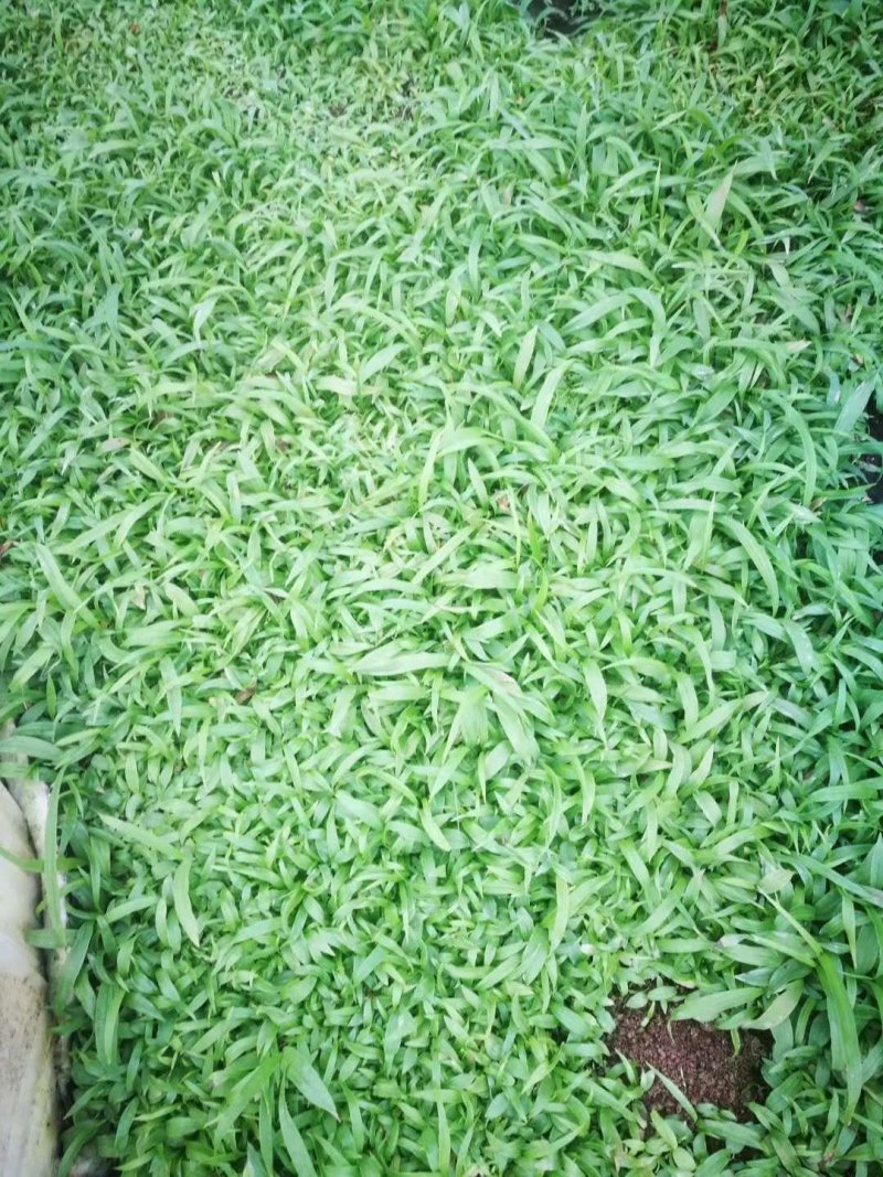 白芨紫花三叉大白芨种苗，包种植技术