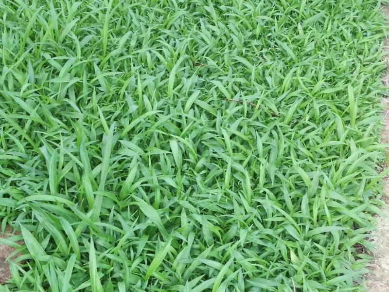 白芨紫花三叉大白芨种苗，包种植技术