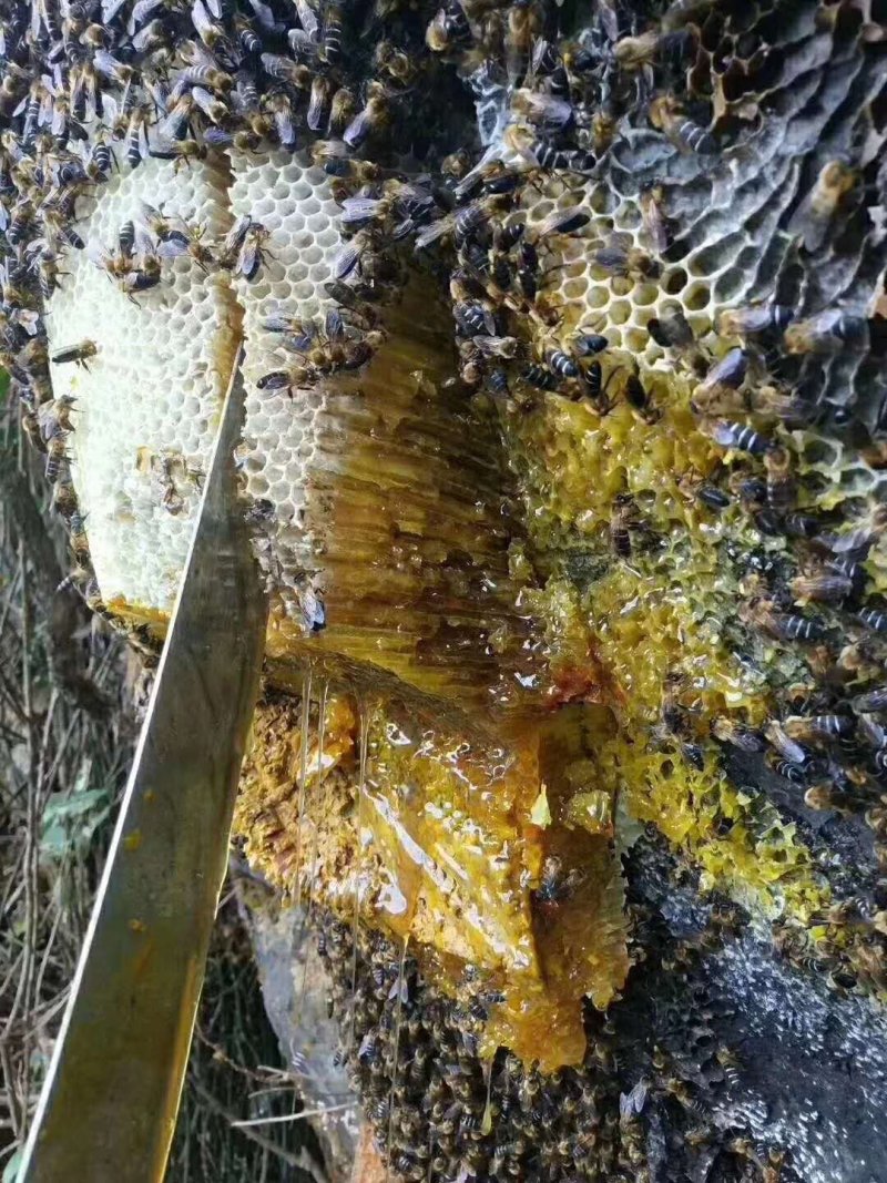 原生态野生蜂蜜，