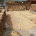 纹党