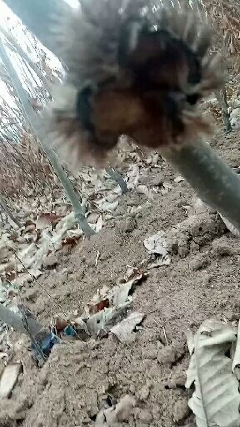 板栗苗，临沂大红袍板栗苗