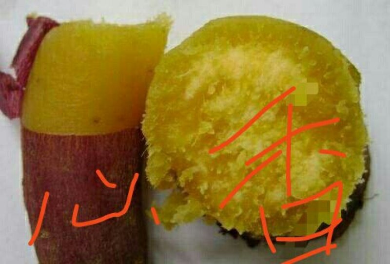 烟薯25红薯苗