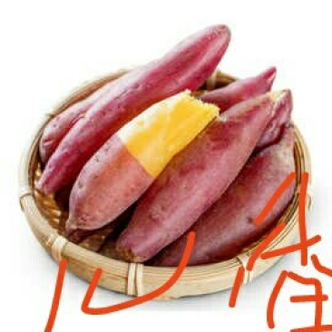烟薯25红薯苗