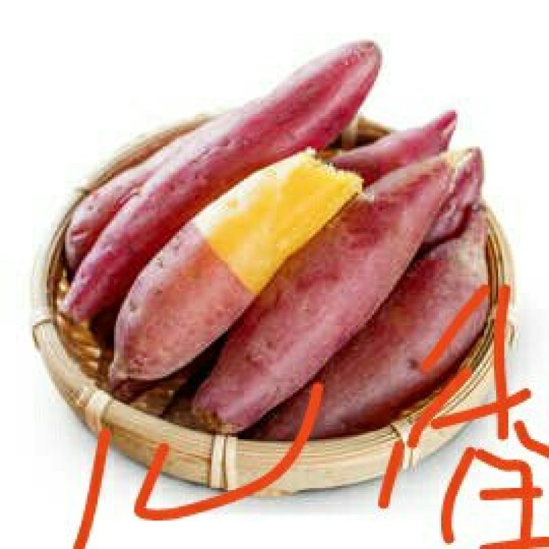 烟薯25红薯苗