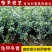 龟甲冬青球苗庭院园林绿篱苗庭院花卉风景树花境植物绿化树苗